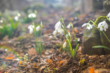 Spring forest with snowdrops