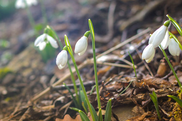 Spring forest with snowdrops
