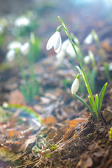 Spring forest with snowdrops