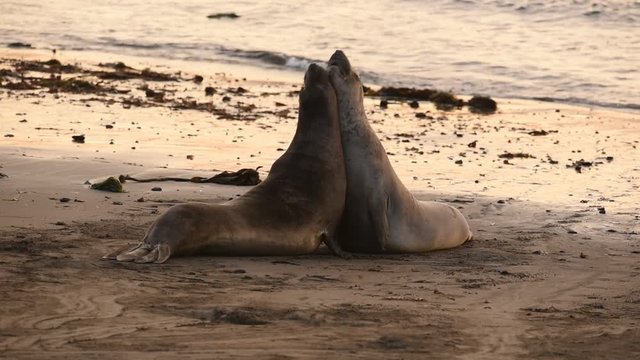Northern Elephant Seals (Mirounga angustirostris) at Piedras Blancas. The Hearst San Simeon State Park - Elephant seal trail.