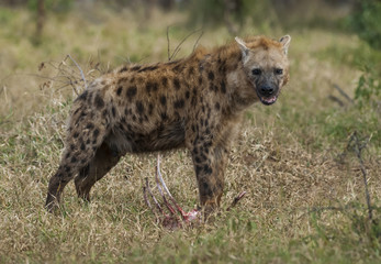 Hyena eating, Africa