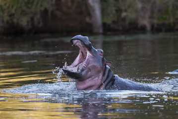Fototapeta premium Hippopotamus , Kruger National Park