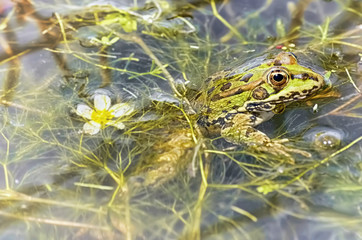 Pelophylax perezi. Beautiful green frog in the pool, surrounded of aquatic plants and flowers. Soft fog effect around. Intense colors. Spring season. Sunny day.