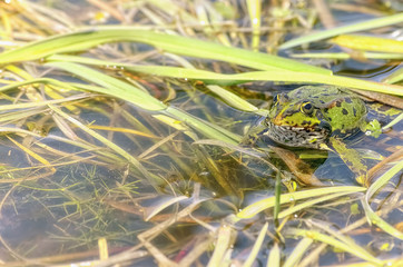 Pelophylax perezi. Beautiful green frog over aquatic plants in the pool. Small focus in the glance. Soft fog effect around. Intense colors. Spring season. Sunny day.