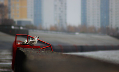 Port birds