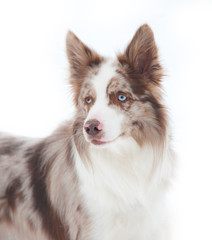Merle border collie