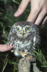 portrait of cute little owl with bokeh