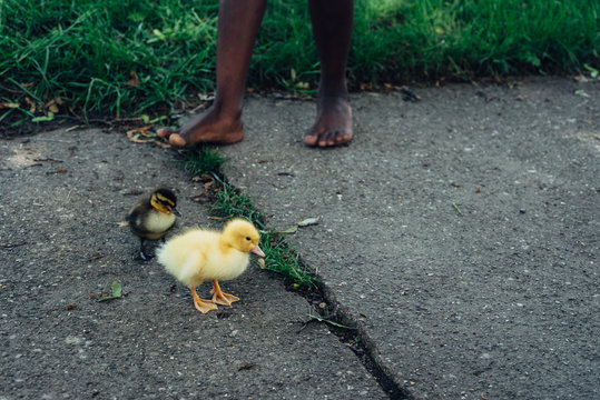 Two baby chicks on the sidewalk