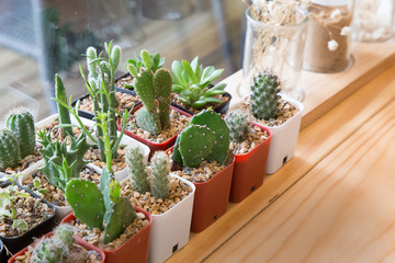  Cactus on wood table vintage modern look image for background.