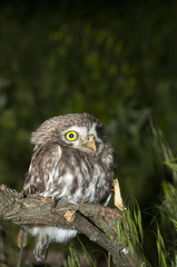 portrait of cute little owl with bokeh