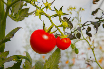  tomato fresh in farm image close up.