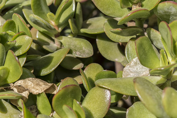 Close up of Green Plant