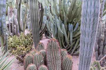 Close Up of a Cactus Garden