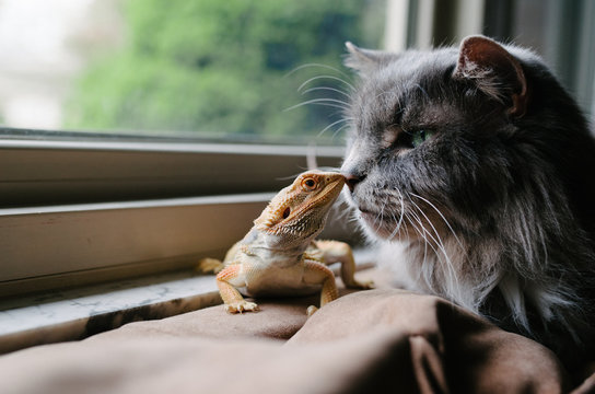 Cat And Bearded Dragon Lizard Kiss