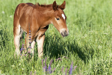 Naklejka na ściany i meble Horse foal on pasture. A herd of wild horses shown on Water island in atmospheric Rostov state reserve