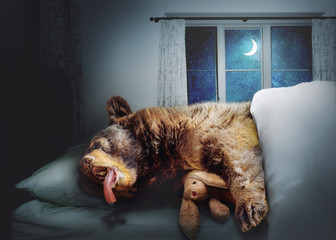 Obraz premium Zabawny niedźwiedź czarny śpi w łóżku