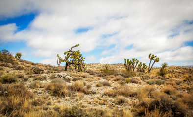 Joshua trees dotted in a rocky desert in a Nevada spring time landscape under a cloudy sky