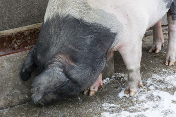 Pig home outdoors at the bedside.