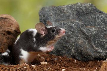 Closeup black and white decorative mouse (M.m.molossinus) stands on the back of the paws near stone on green leaves background