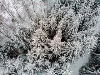 Winter in the evergreen forest