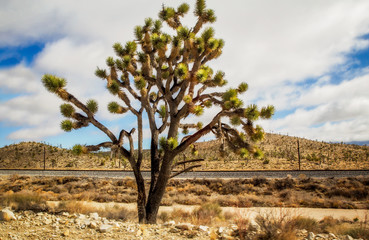 A joshua tree in front of a railroad track with shrub dotted hills in the background under a cloudy sky in a Nevada desert