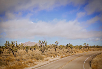 A forest of small joshua trees beside a curving road with a mountain in the background in Nevada...