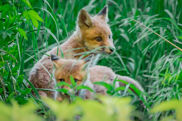 Fox pup (Vulpes vulpes)