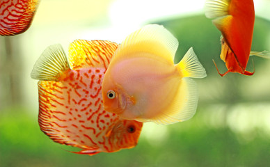 Discus fish in freshwater aquarium