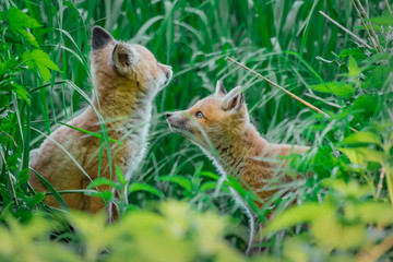 Fox pup (Vulpes vulpes)
