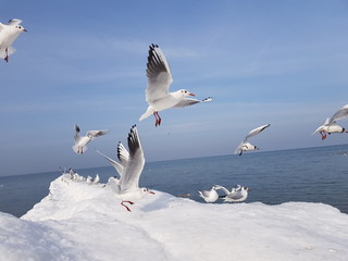 Fototapeta premium gulls