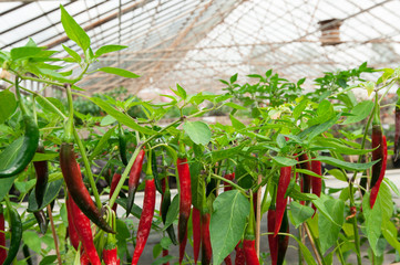 chilli greenhouse