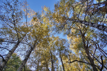 Autumn Landscape with yellow trees, Vitosha Mountain, Sofia City Region, Bulgaria