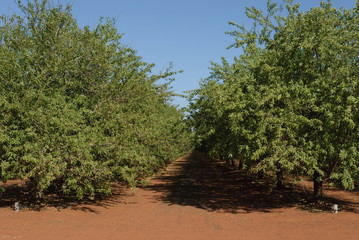 Obraz premium agriculture