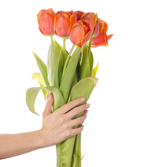 Bouquet of red tulip in hands