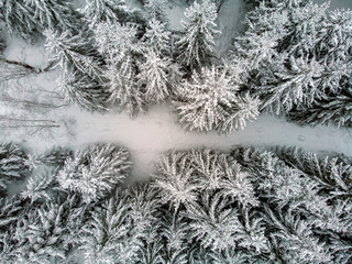 Winter in the evergreen forest