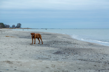 Hund rastas på strand på vintern