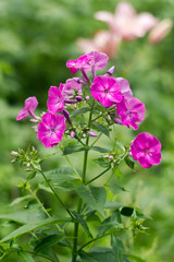 Purple phloxes in the garden