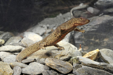 Pyrenäen-Gebirgsmolch (Calotriton asper) - Pyrenean brook salamander