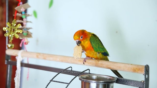 Big funny red sun conure parrot eating cookies