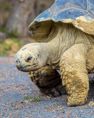 Obraz premium Galapagos Tortoise