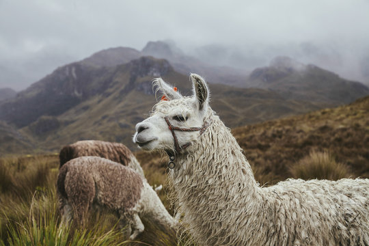 Llama at highlands