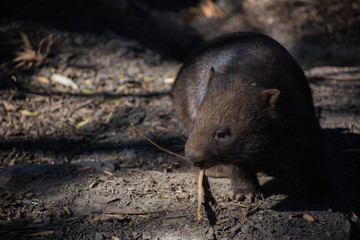 Wombats are short-legged, muscular quadrupedal marsupials that are native to Australia.