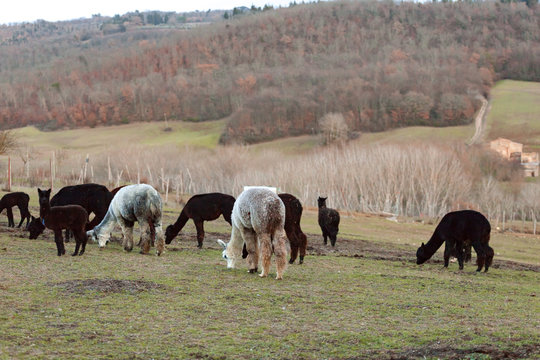 Breeding of alpacas in Tuscany.