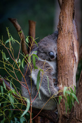 The koala is an arboreal herbivorous marsupial native to Australia. It is the only extant representative of the family Phascolarctidae and its closest living relatives are the wombats.