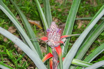 Wild ananas plant with ripening fruit and flowers on the Bastimentos Island in Panama
