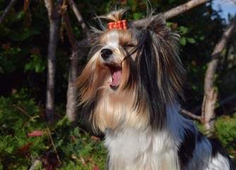 chien Biewer Yorkshire Terrier