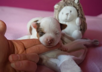 chien Biro Yorkshire Terrier