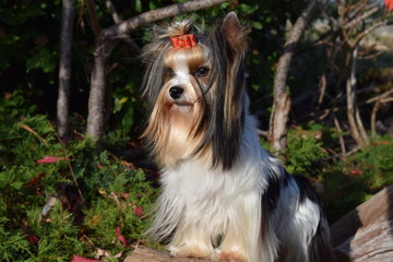 chien Biewer Yorkshire Terrier