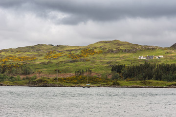 Kylesku, Scotland - June 8, 2012: Green hills with yellow broom flowers plus white farm building. Kylesku lake with forested shoreline. Heavy gray cloudscape.