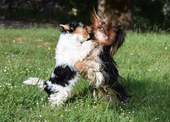 chien Biewer Yorkshire Terrier